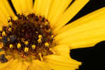 Purpledisk sunflower